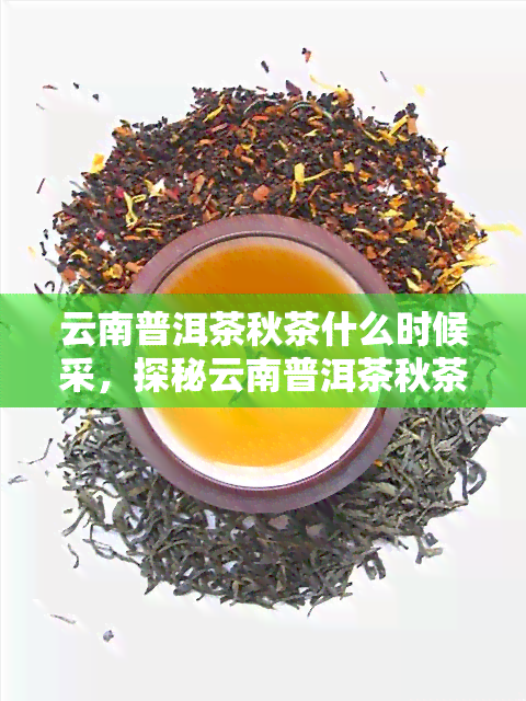 云南普洱茶秋茶什么时候采，探秘云南普洱茶秋茶采摘时间，品味金秋之韵！