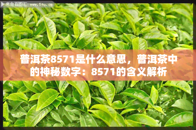 普洱茶8571是什么意思，普洱茶中的神秘数字：8571的含义解析