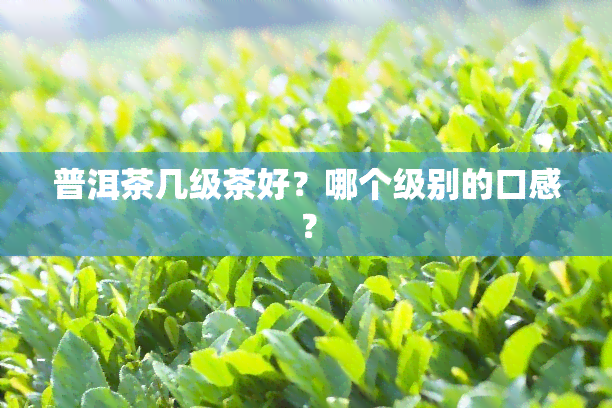 普洱茶几级茶好？哪个级别的口感？