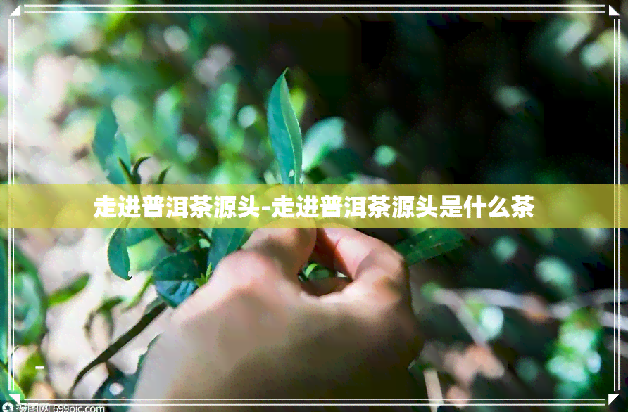 走进普洱茶源头-走进普洱茶源头是什么茶