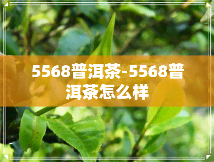 5568普洱茶-5568普洱茶怎么样