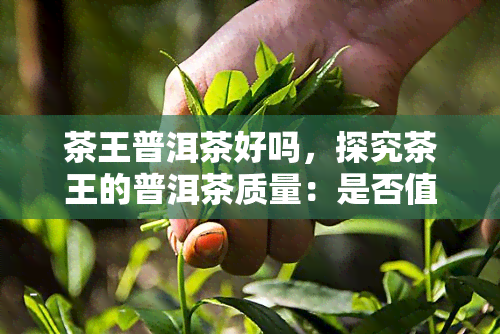 茶王普洱茶好吗，探究茶王的普洱茶质量：是否值得购买？