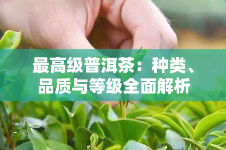 更高级普洱茶：种类、品质与等级全面解析