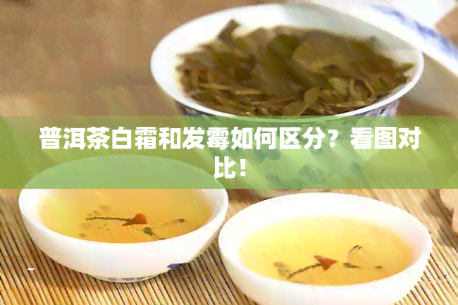 普洱茶白霜和发霉如何区分？看图对比！