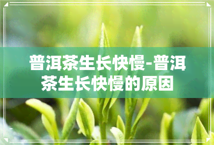 普洱茶生长快慢-普洱茶生长快慢的原因