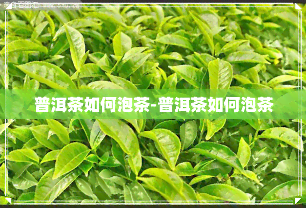 普洱茶如何泡茶-普洱茶如何泡茶