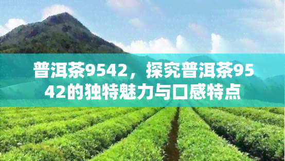 普洱茶9542，探究普洱茶9542的独特魅力与口感特点