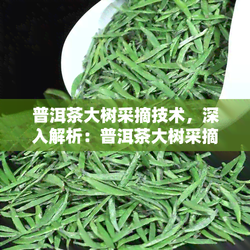 普洱茶大树采摘技术，深入解析：普洱茶大树采摘技术的关键步骤与技巧