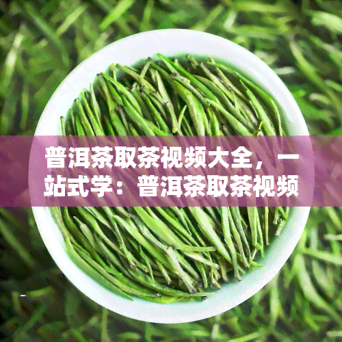 普洱茶取茶视频大全，一站式学：普洱茶取茶视频大全，让你轻松掌握泡茶技巧！