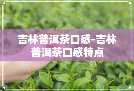 吉林普洱茶口感-吉林普洱茶口感特点