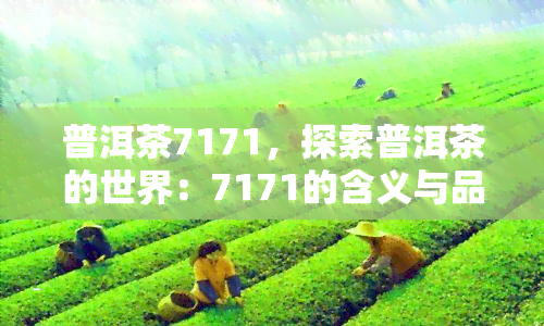 普洱茶7171，探索普洱茶的世界：7171的含义与品尝体验