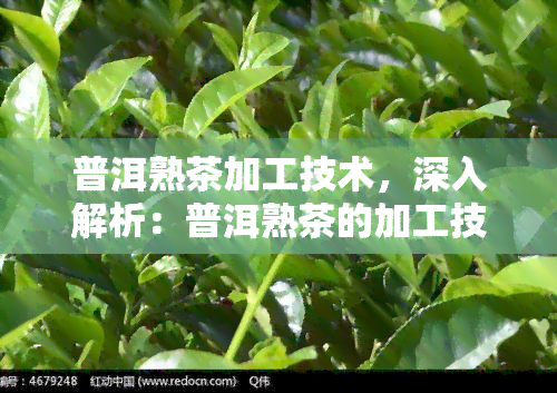 普洱熟茶加工技术，深入解析：普洱熟茶的加工技术与制作工艺