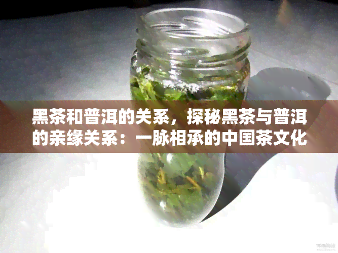 黑茶和普洱的关系，探秘黑茶与普洱的亲缘关系：一脉相承的中国茶文化瑰宝