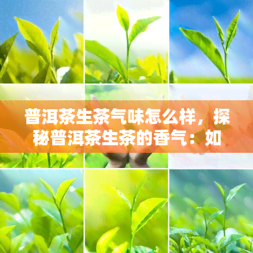 普洱茶生茶气味怎么样，探秘普洱茶生茶的香气：如何闻出其独特的气味？