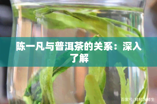 陈一凡与普洱茶的关系：深入了解