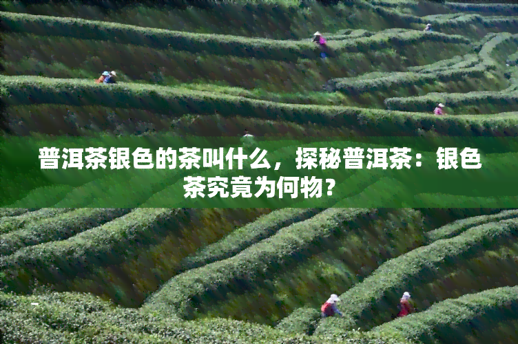 普洱茶银色的茶叫什么，探秘普洱茶：银色茶究竟为何物？