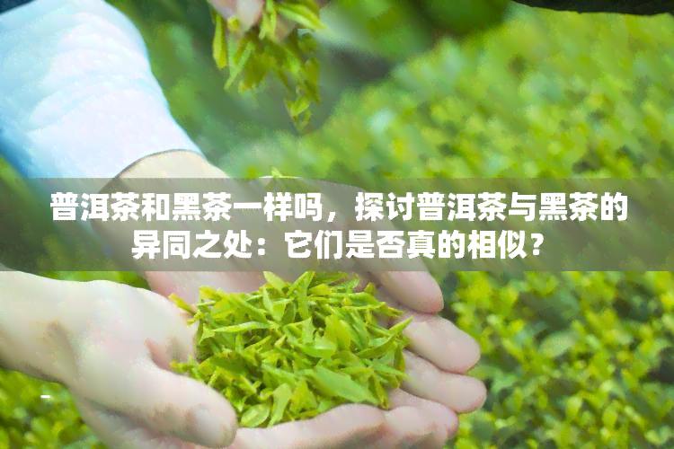 普洱茶和黑茶一样吗，探讨普洱茶与黑茶的异同之处：它们是否真的相似？