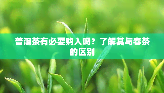 普洱茶有必要购入吗？了解其与春茶的区别