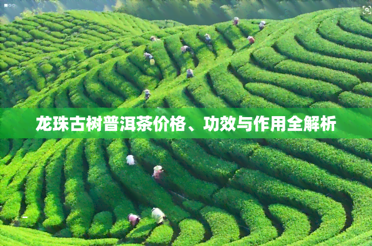 龙珠古树普洱茶价格、功效与作用全解析