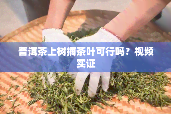 普洱茶上树摘茶叶可行吗？视频实证