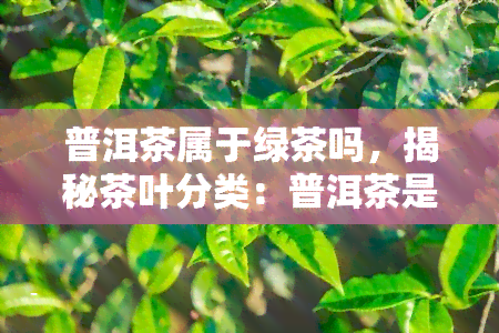 普洱茶属于绿茶吗，揭秘茶叶分类：普洱茶是否属于绿茶？