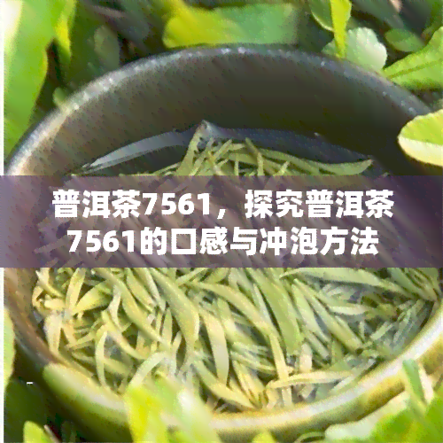 普洱茶7561，探究普洱茶7561的口感与冲泡方法