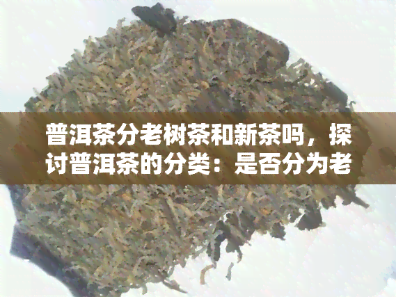 普洱茶分老树茶和新茶吗，探讨普洱茶的分类：是否分为老树茶和新茶？