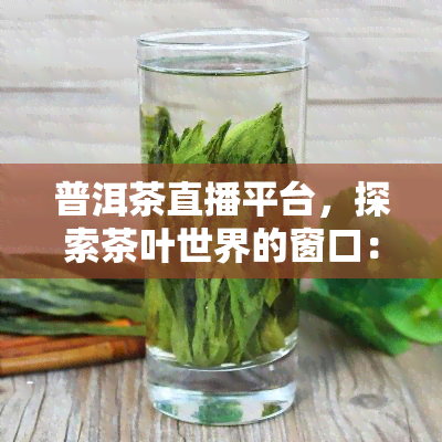 普洱茶直播平台，探索茶叶世界的窗口：普洱茶直播平台一览