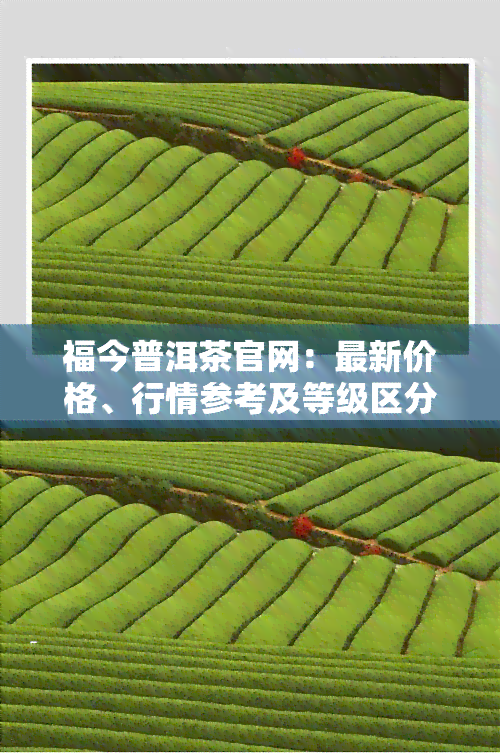 福今普洱茶官网：最新价格、行情参考及等级区分全解析