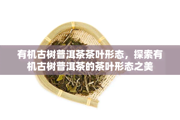 有机古树普洱茶茶叶形态，探索有机古树普洱茶的茶叶形态之美