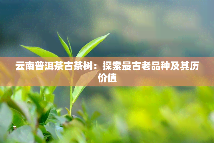 云南普洱茶古茶树：探索最古老品种及其历价值