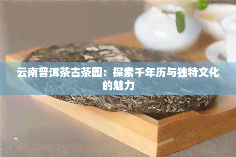 云南普洱茶古茶园：探索千年历与独特文化的魅力