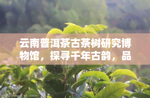 云南普洱茶古茶树研究博物馆，探寻千年古韵，品味普洱茶香——云南普洱茶古茶树研究博物馆