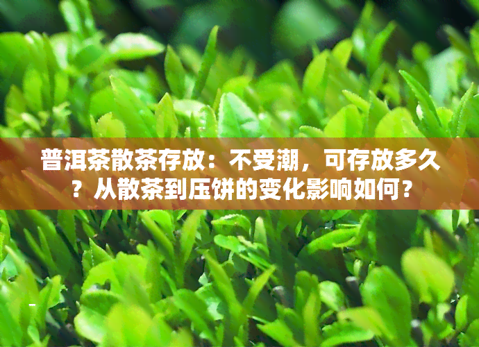 普洱茶散茶存放：不受潮，可存放多久？从散茶到压饼的变化影响如何？