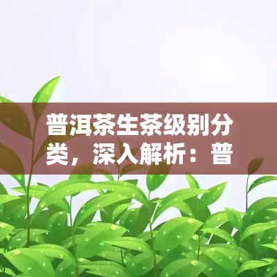 普洱茶生茶级别分类，深入解析：普洱茶生茶的级别分类及其特点