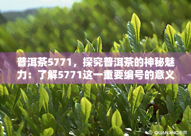 普洱茶5771，探究普洱茶的神秘魅力：了解5771这一重要编号的意义