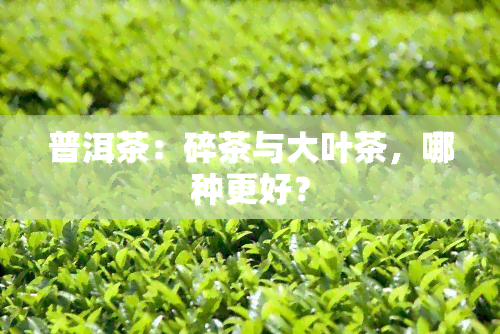 普洱茶：碎茶与大叶茶，哪种更好？