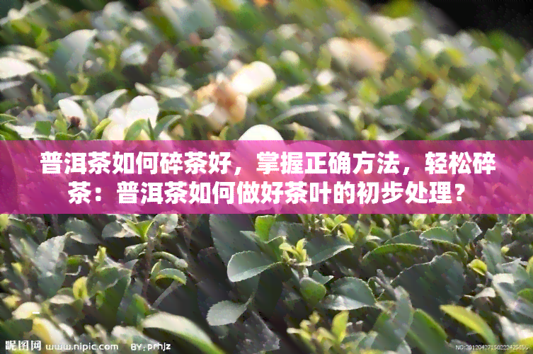 普洱茶如何碎茶好，掌握正确方法，轻松碎茶：普洱茶如何做好茶叶的初步处理？