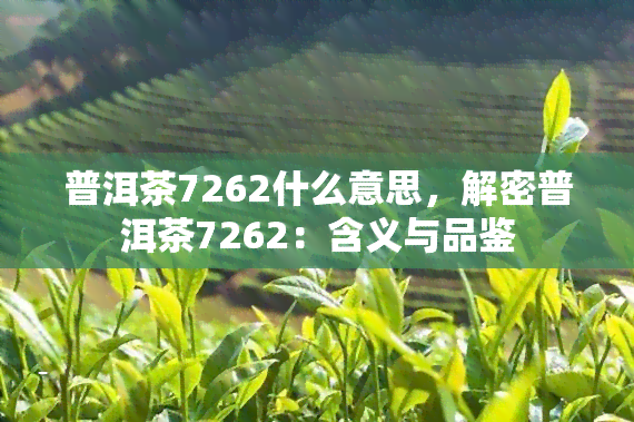 普洱茶7262什么意思，解密普洱茶7262：含义与品鉴