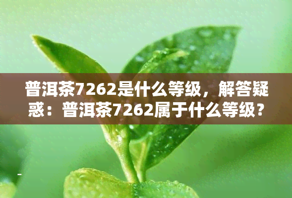 普洱茶7262是什么等级，解答疑惑：普洱茶7262属于什么等级？