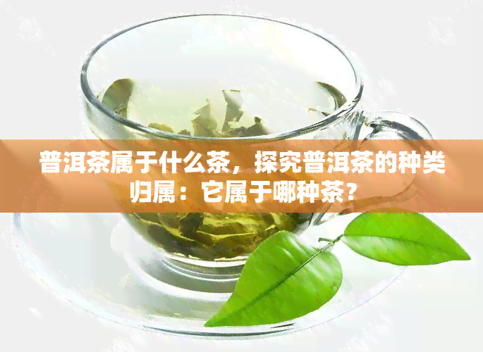 普洱茶属于什么茶，探究普洱茶的种类归属：它属于哪种茶？