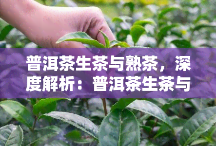 普洱茶生茶与熟茶，深度解析：普洱茶生茶与熟茶的口感、功效及冲泡方法