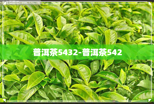 普洱茶5432-普洱茶542