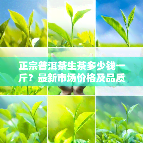 正宗普洱茶生茶多少钱一斤？最新市场价格及品质评测