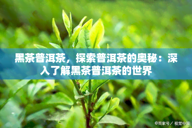 黑茶普洱茶，探索普洱茶的奥秘：深入了解黑茶普洱茶的世界