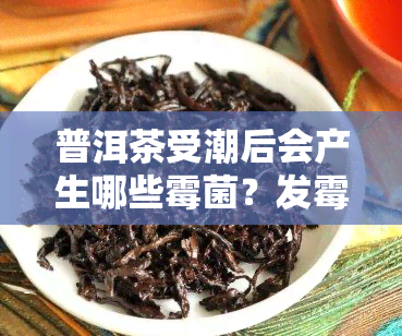 普洱茶受潮后会产生哪些霉菌？发霉了怎么处理？还能喝吗？