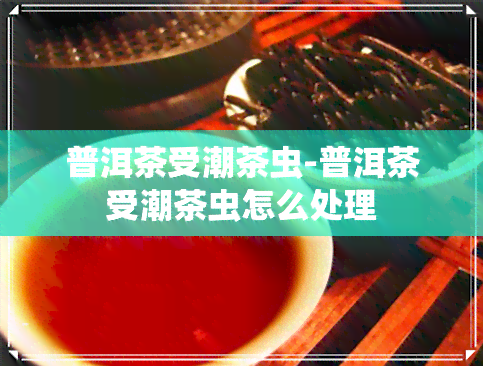 普洱茶受潮茶虫-普洱茶受潮茶虫怎么处理