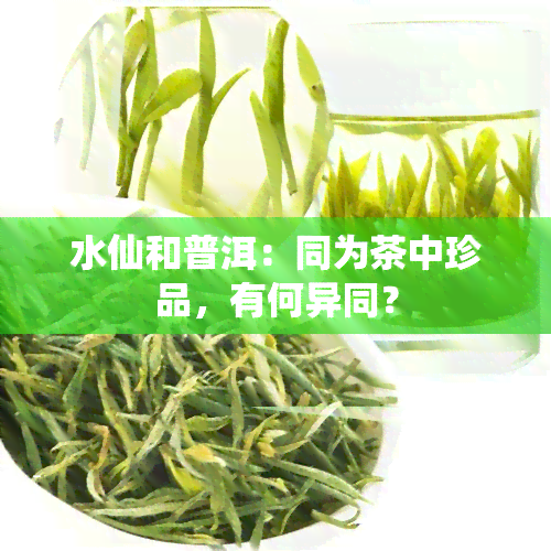 水仙和普洱：同为茶中珍品，有何异同？