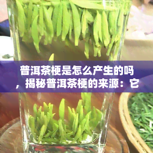 普洱茶梗是怎么产生的吗，揭秘普洱茶梗的来源：它们是如何产生的？