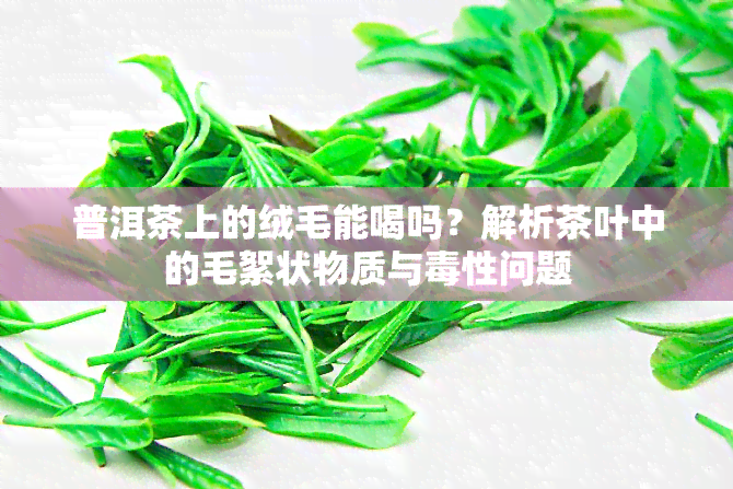 普洱茶上的绒毛能喝吗？解析茶叶中的毛絮状物质与性问题